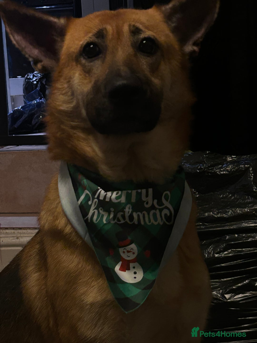 German Shepherd dogs for sale: *Urgently need someone suitable to help - Image 2