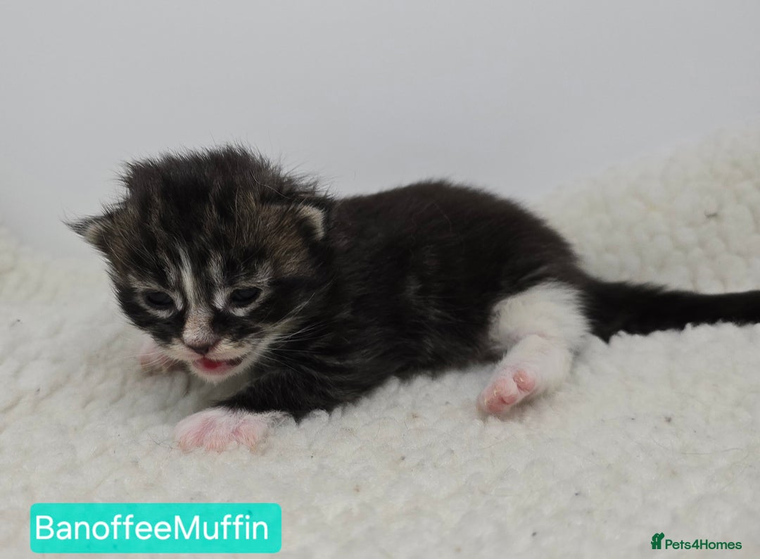 Maine Coon cats for sale: Maine Coon Kittens (Russian & Golden lines) - Advert 6