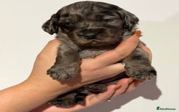 Cockapoo dogs for sale: 🐾 ADORABLE COCKAPOO PUPPIES FOR SALE! 🐾 - Advert 5