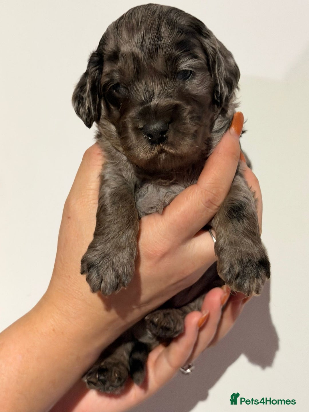 Cockapoo dogs for sale: 🐾 ADORABLE COCKAPOO PUPPIES FOR SALE! 🐾 - Advert 5