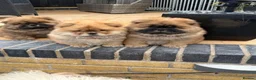 Chow Chow dogs for sale: STUNNING CHOW CHOW PUPPIES READY NOW - Advert 8