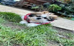 Shih Tzu dogs for sale: Beautiful shih Tzu puppies - Image 2