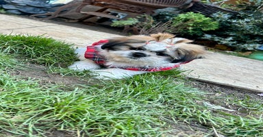 Shih Tzu dogs - Advert 14