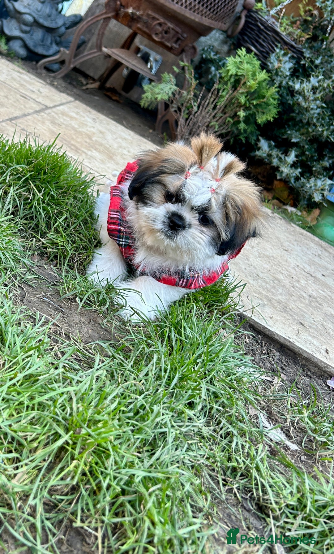 Shih Tzu dogs for sale: Beautiful shih Tzu puppies - Image 2