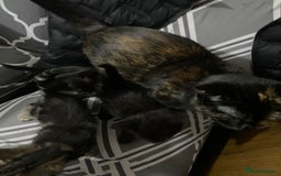 Domestic Shorthair cats for sale: Kittens - Image 6