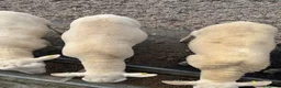 Sheep livestock for sale: Easycare Ram Lambs - Advert 2