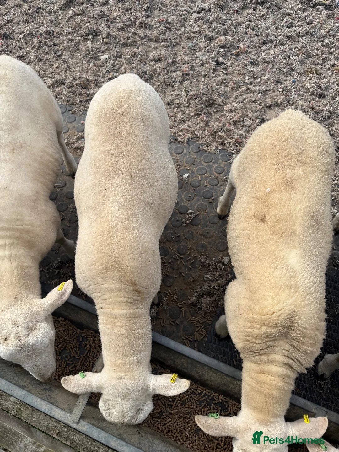 Sheep livestock for sale: Easycare Ram Lambs - Advert 2