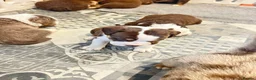 Olde English Bulldogge dogs for sale: Olde English fluffy Bulldogge puppies  - Advert 36
