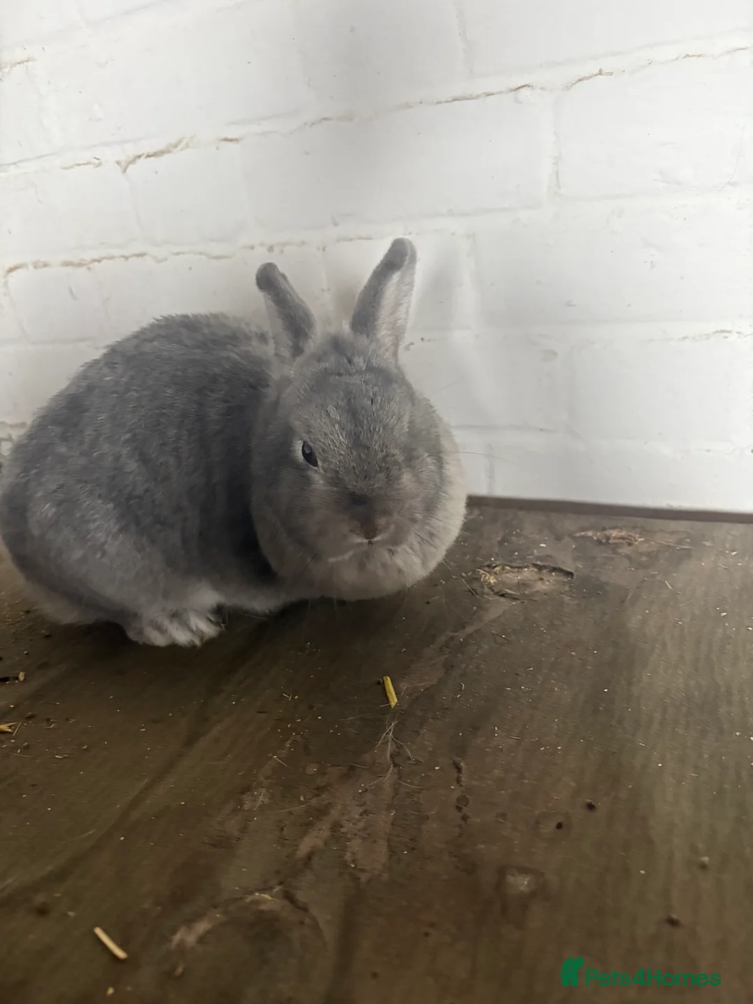 Mixed Breed rabbits for sale: female rabbit - Advert 3