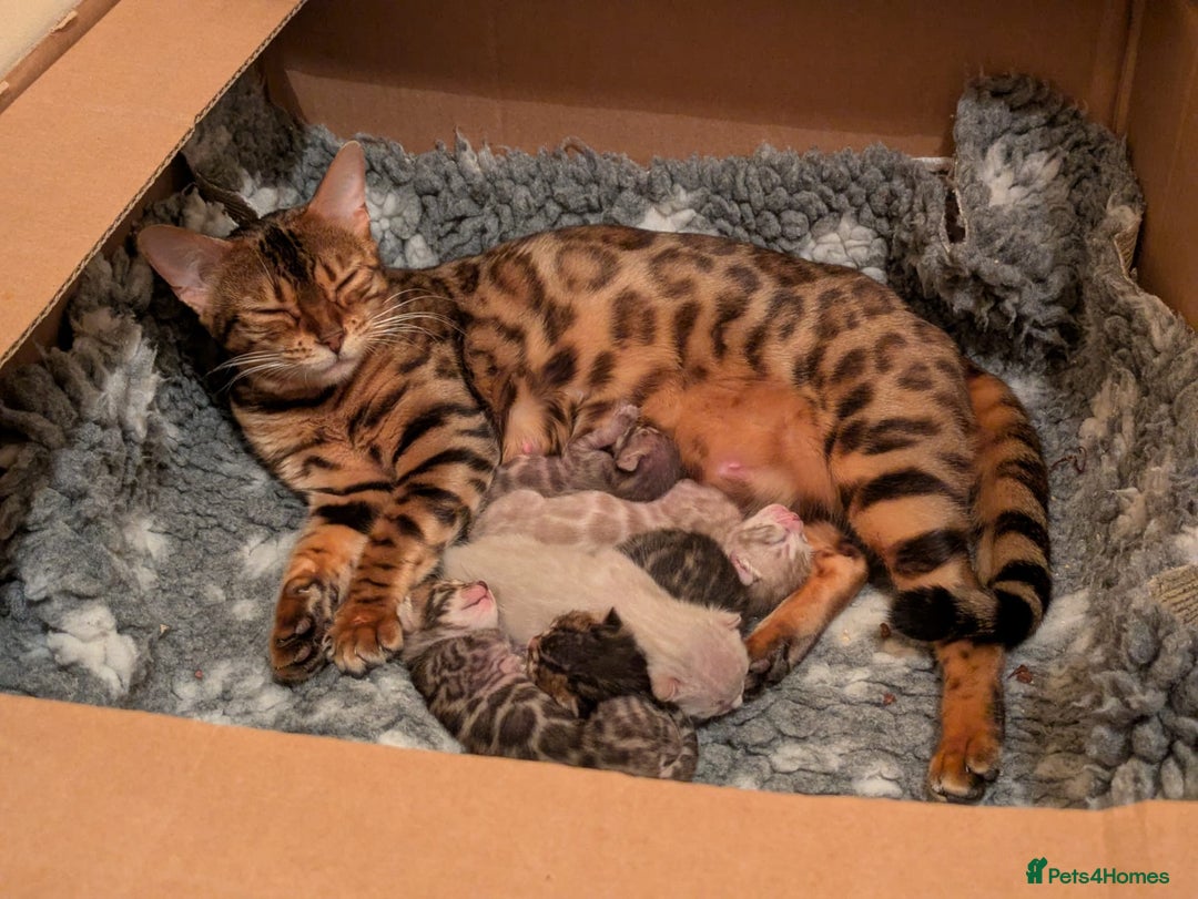 Bengal cats for sale: Family Raised TICA Bengal Kittens - Advert 21