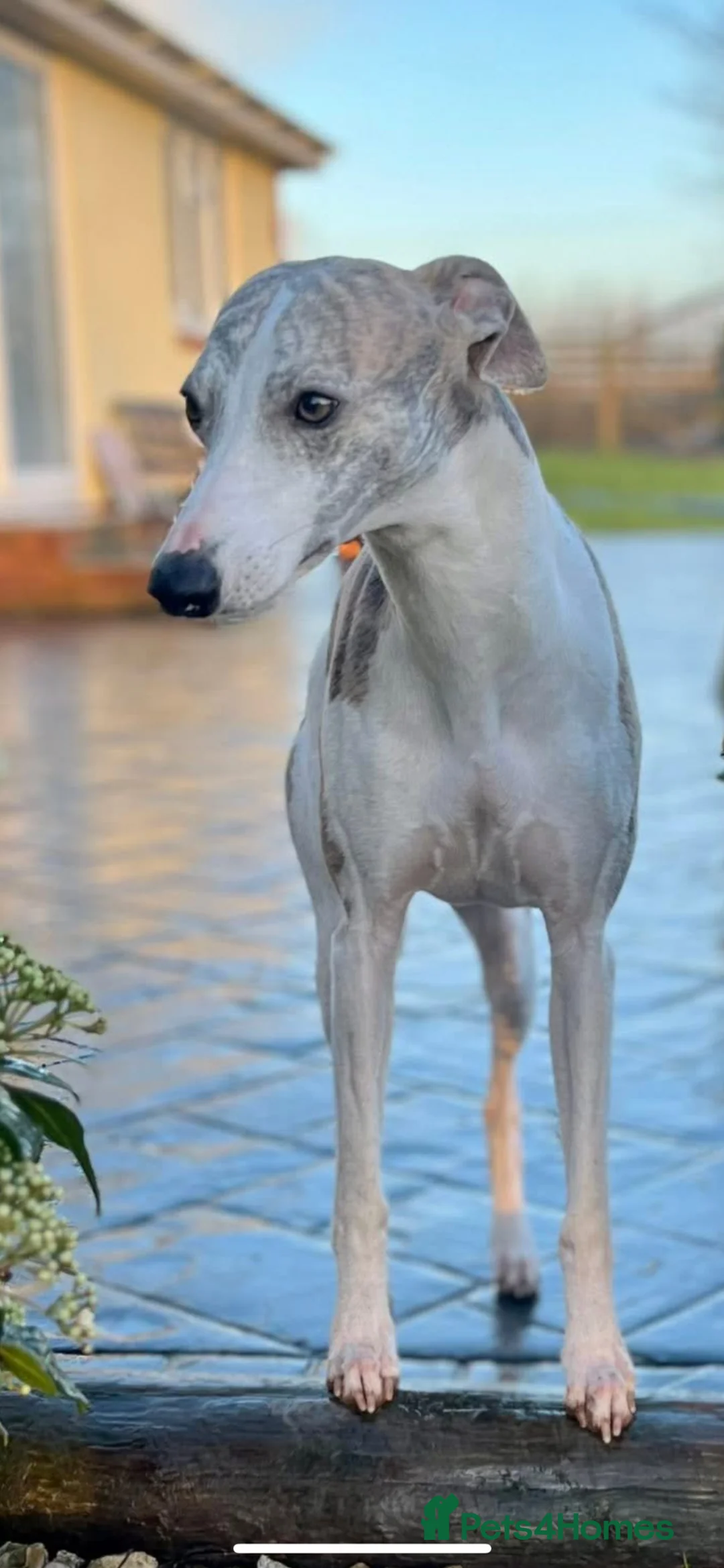 Whippet dogs for stud: KC registered Whippet Stud Available  - Advert 2