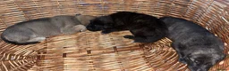 Mixed Breed dogs for sale: 6 Cane Corso x puppies  in Barking - Advert 14