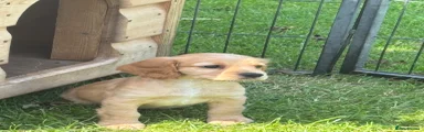 Cocker Spaniel 3