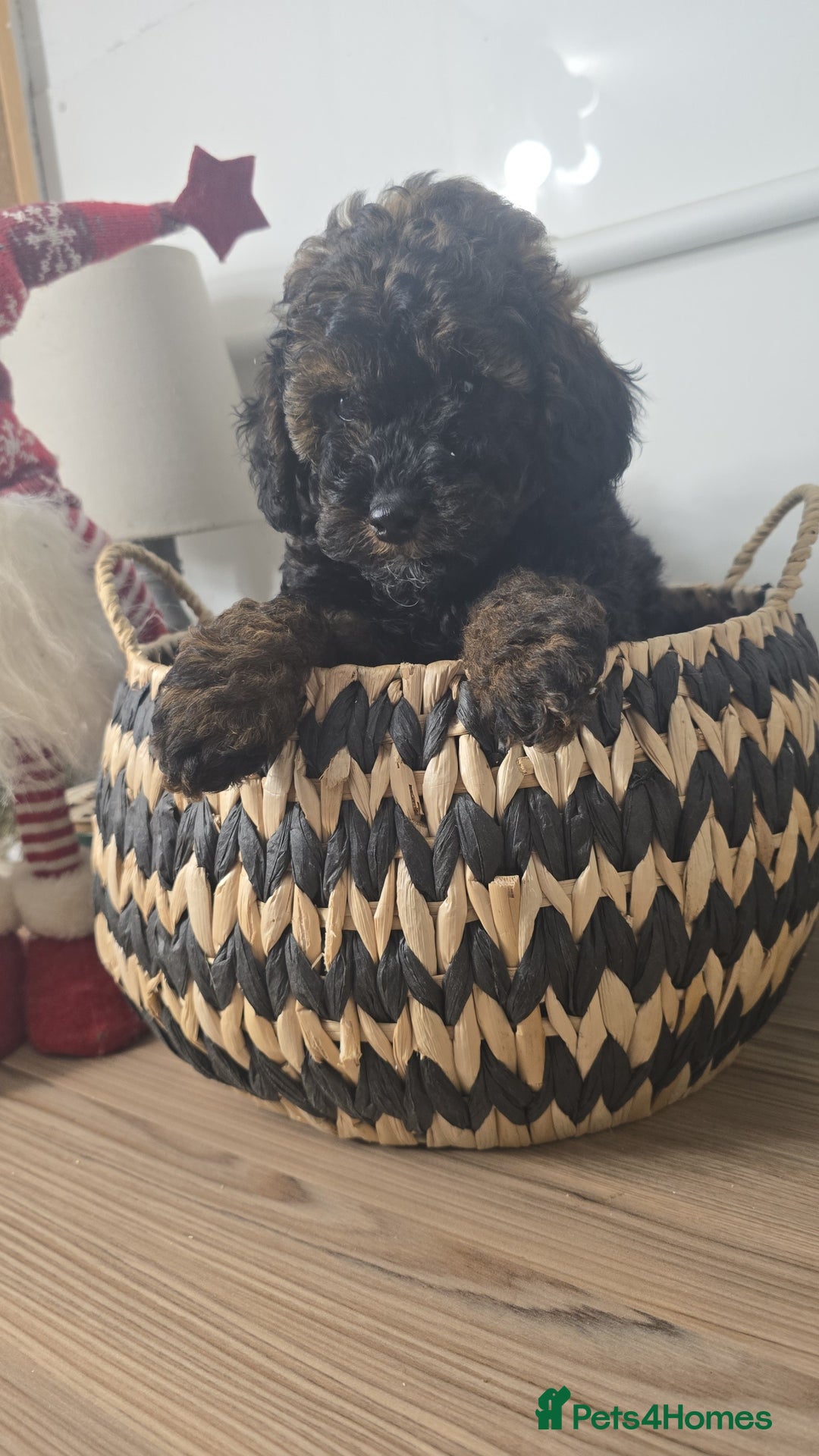 Toy Poodle dogs for sale: Toy Sized Poodles - Ready now - Advert 9