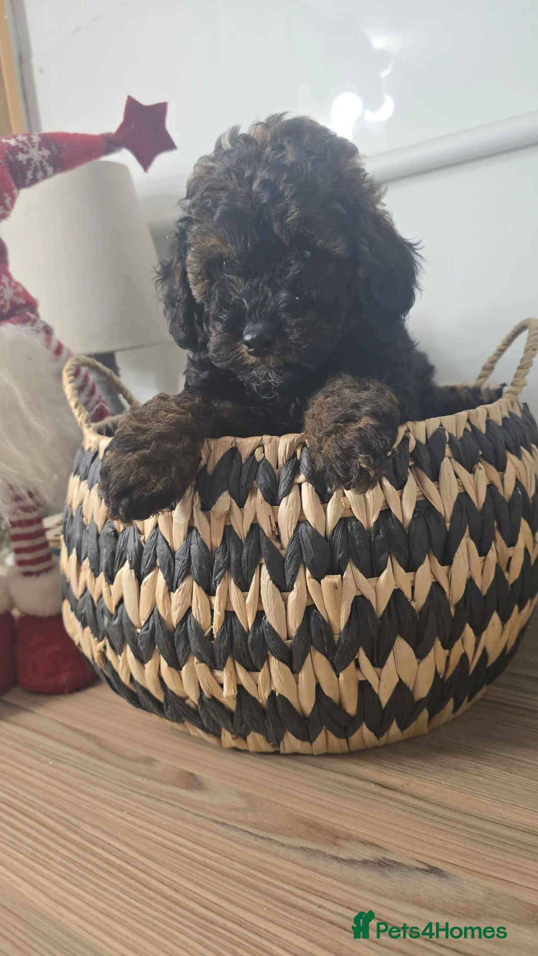 Toy Poodle dogs for sale: Mini merle Poodles - Ready now - Advert 9