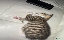 Mixed Breed cats for sale: Beautiful Tabby - Image 5
