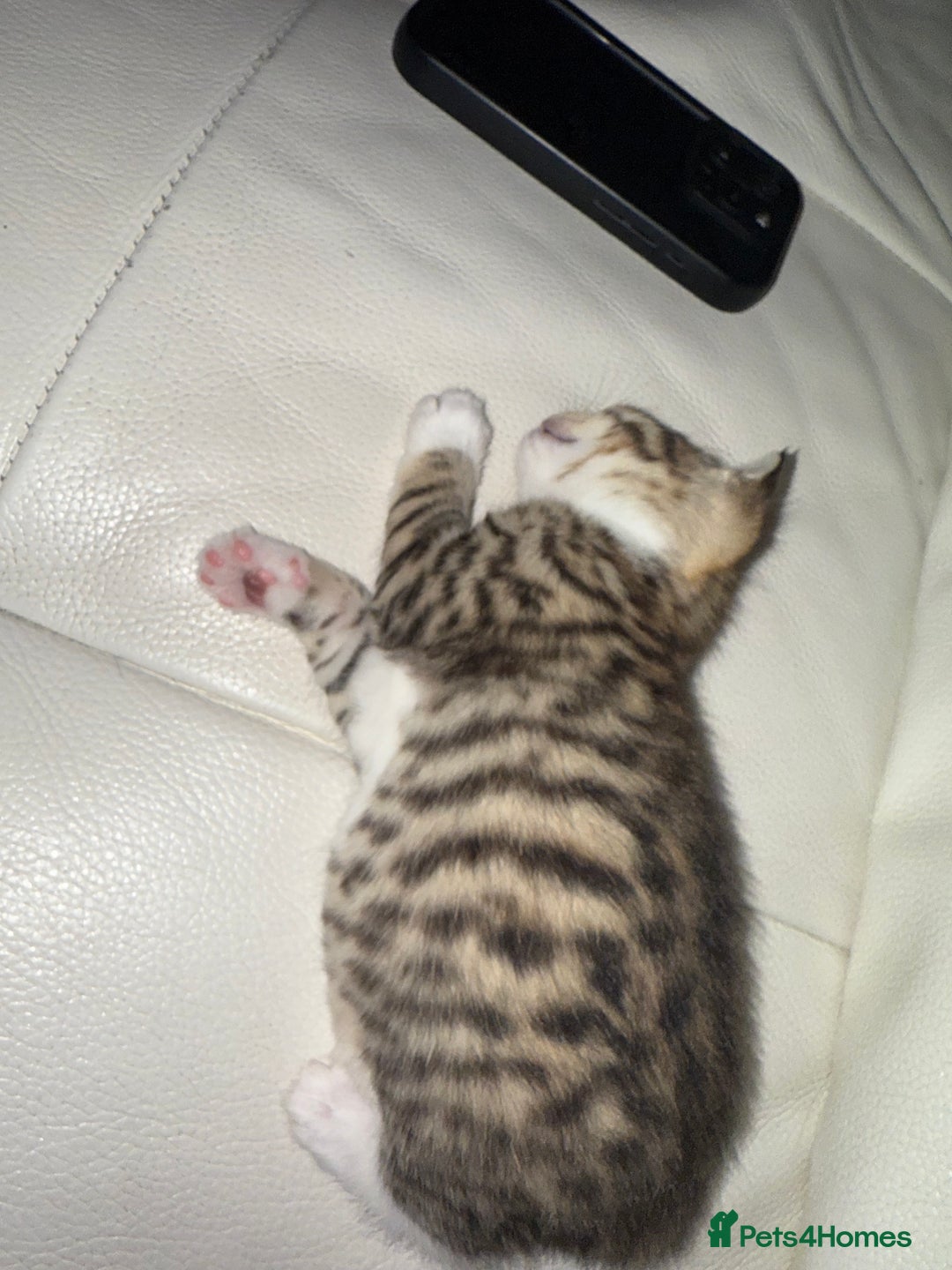 Mixed Breed cats for sale: Beautiful Tabby - Image 5