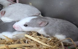 Rat rodents for sale: Fancy,Dumbo,Siamese & Rex ( NEW LITTERS AVAILABLE) - Image 11