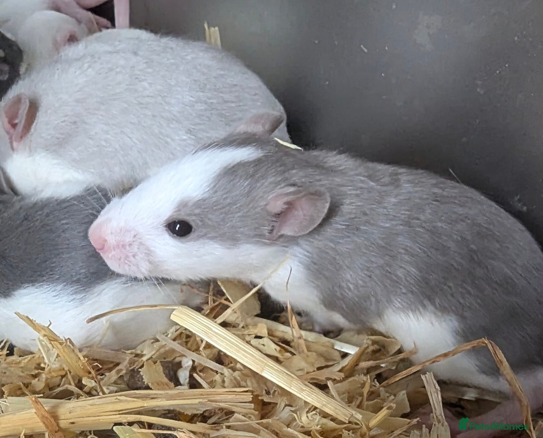 Rat rodents for sale: Fancy,Dumbo,Siamese & Rex ( NEW LITTERS AVAILABLE) - Image 11