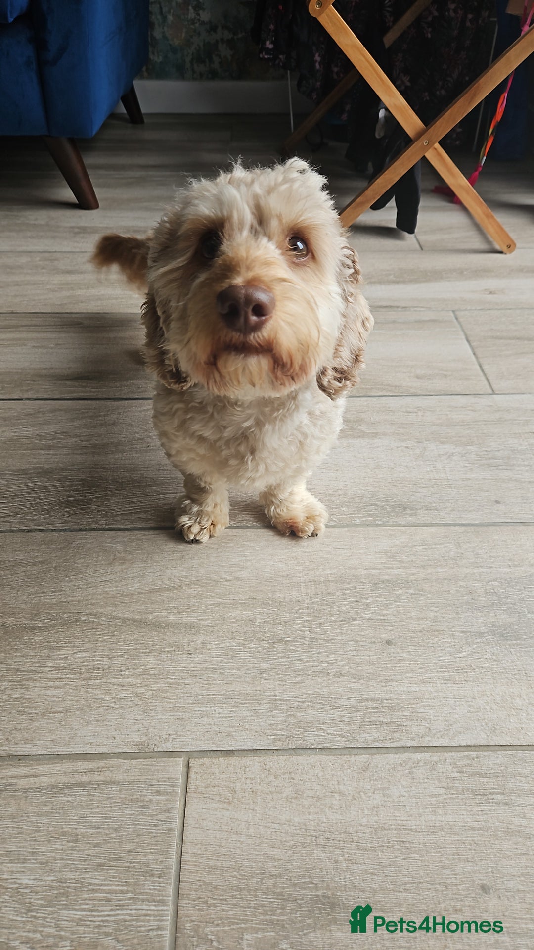 Miniature Dachshund dogs for stud: Handsome Mini Daschund for Stud - Image 5