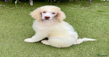 Standard Poodle dogs - Advert 2