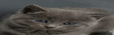 Russian Blue 4