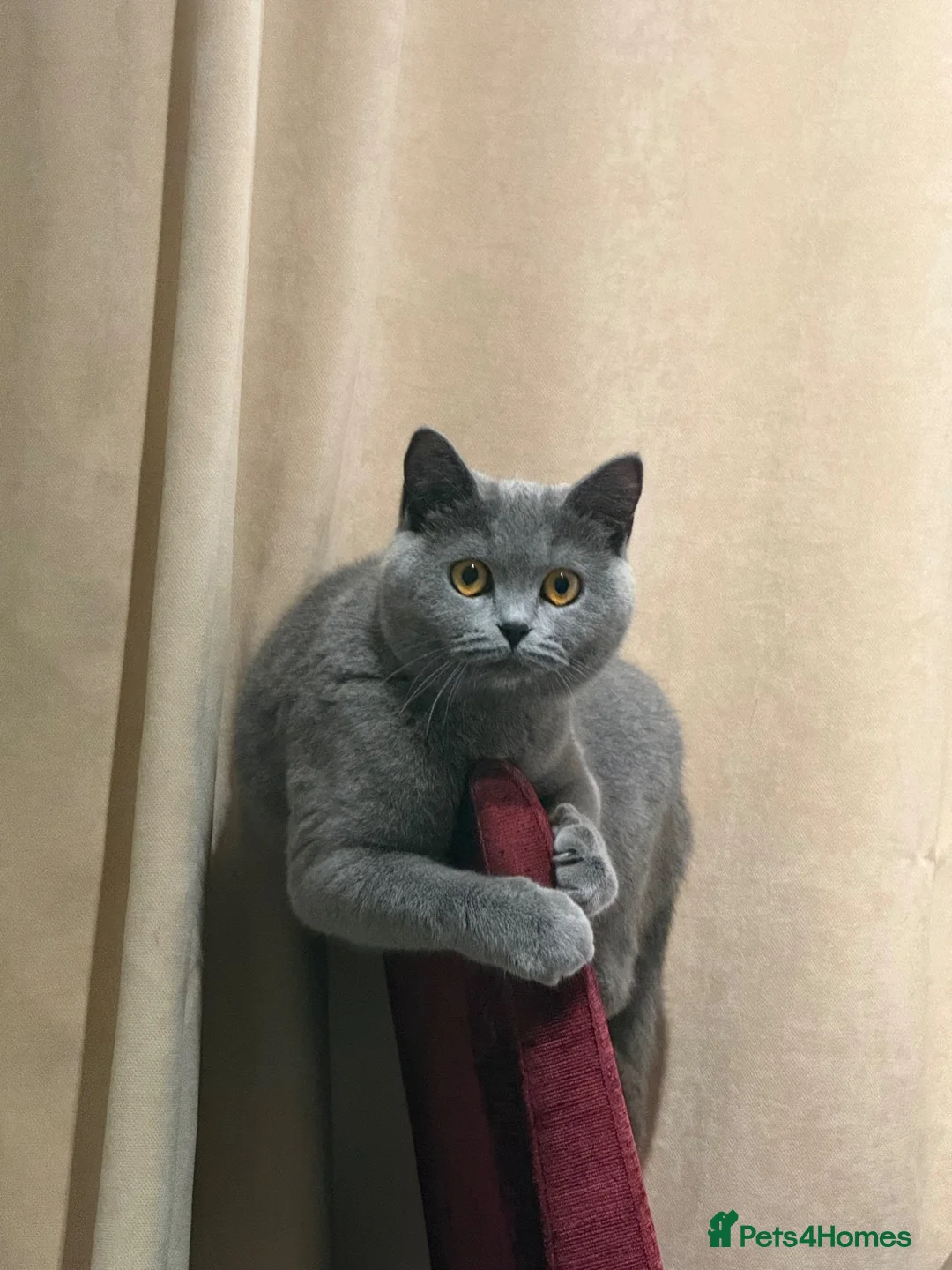 British Shorthair cats for sale: British shorthair kitten  - Advert 2