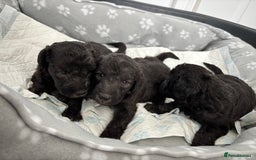Bedlington Terrier dogs for sale: Bedlington terrier  - Image 6