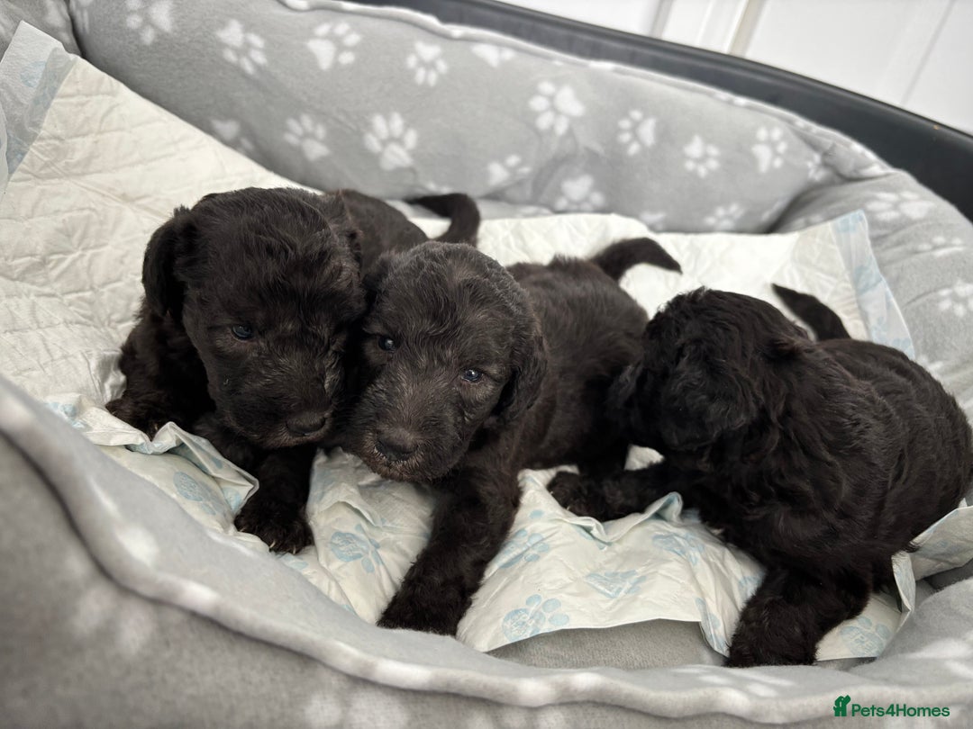Bedlington Terrier dogs for sale: Bedlington terrier  - Image 6