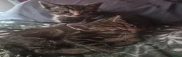 Mixed Breed cats for sale: Kittens - Advert 8