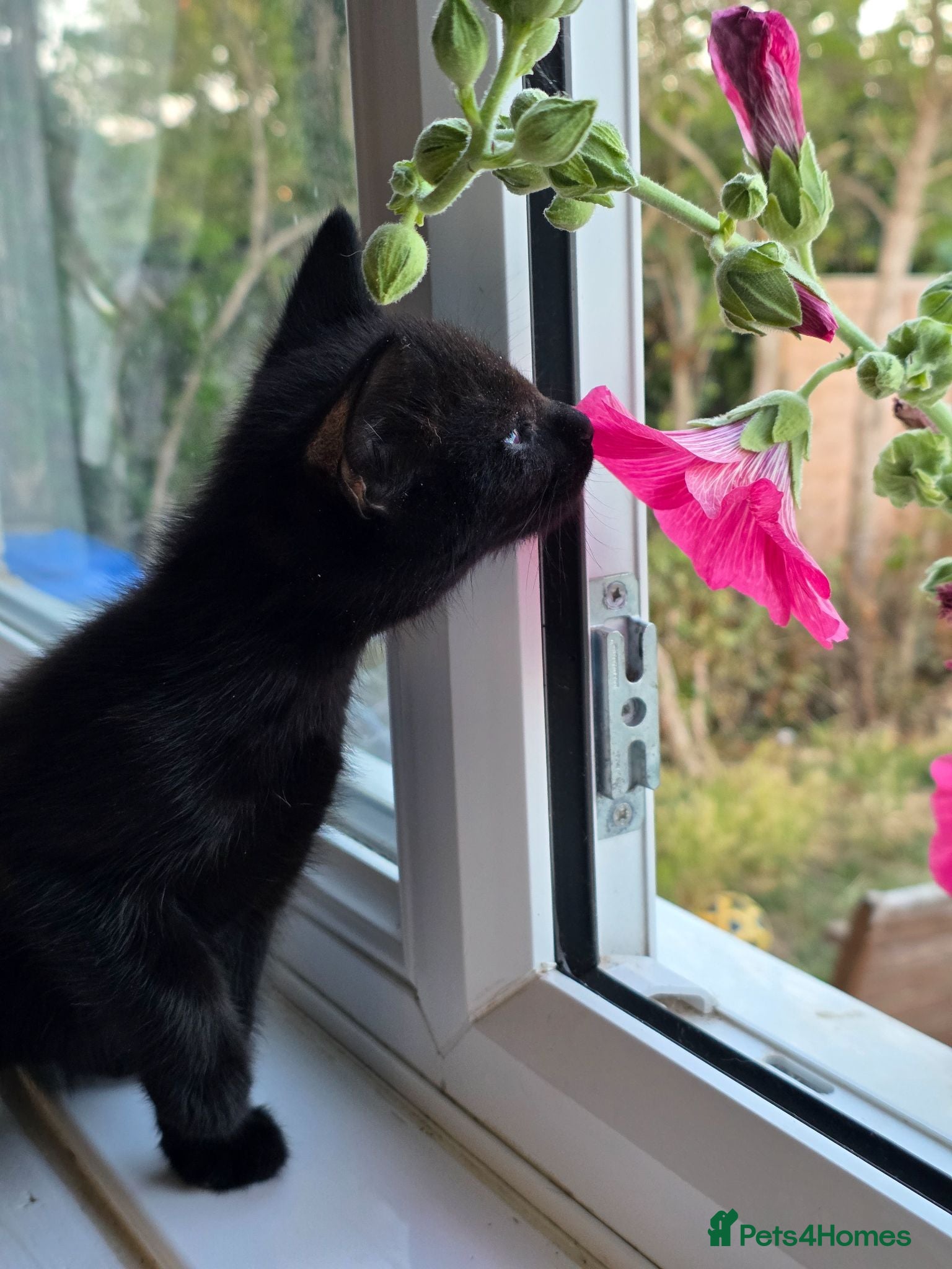 Mixed Breed cats Kittens looking for there forever home  - Advert 7