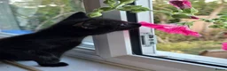 Mixed Breed cats for sale: Kittens looking for there forever home  - Advert 1