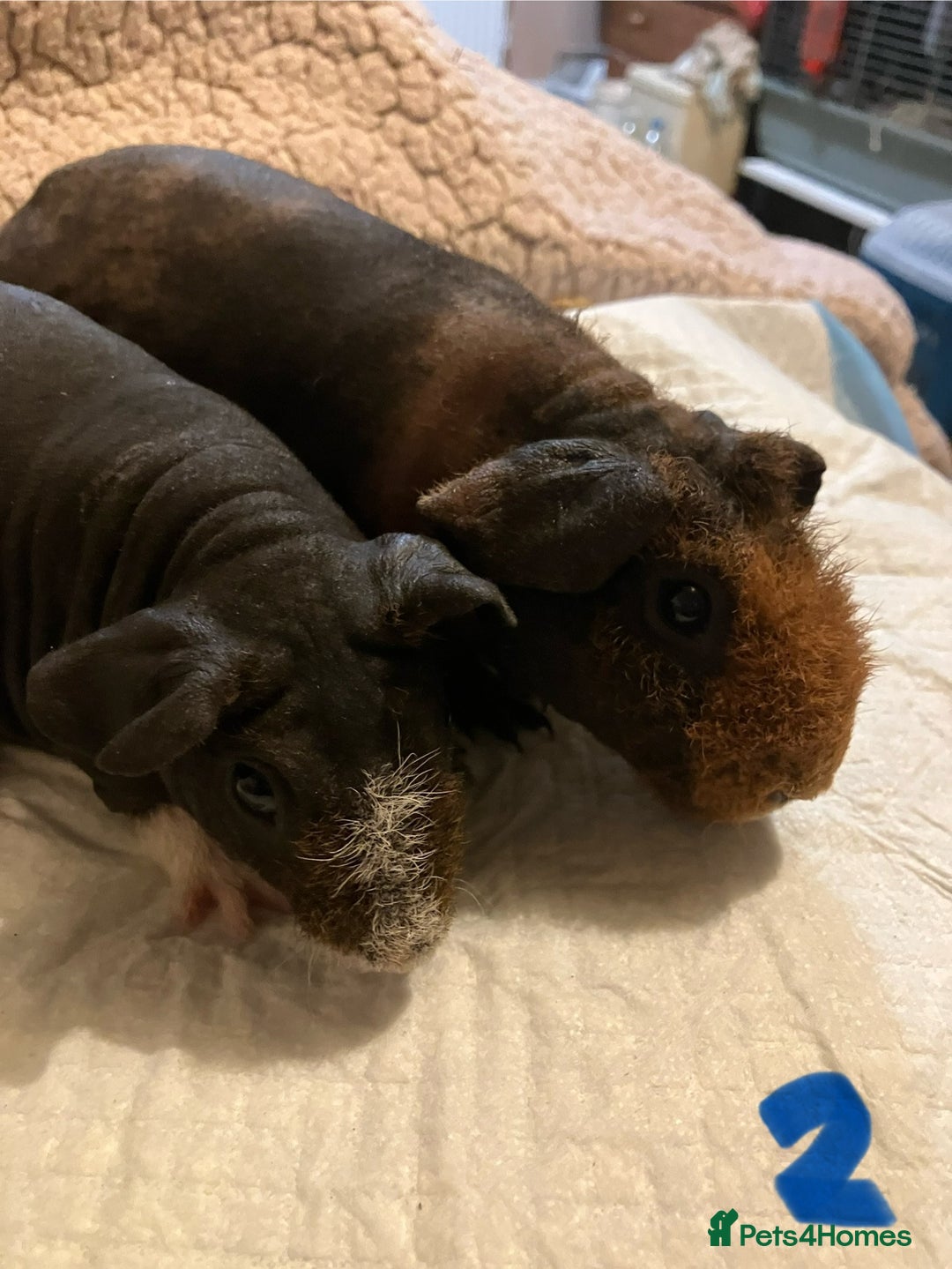 Guinea Pig rodents for sale: Well handled skinny pigs.  - Advert 6