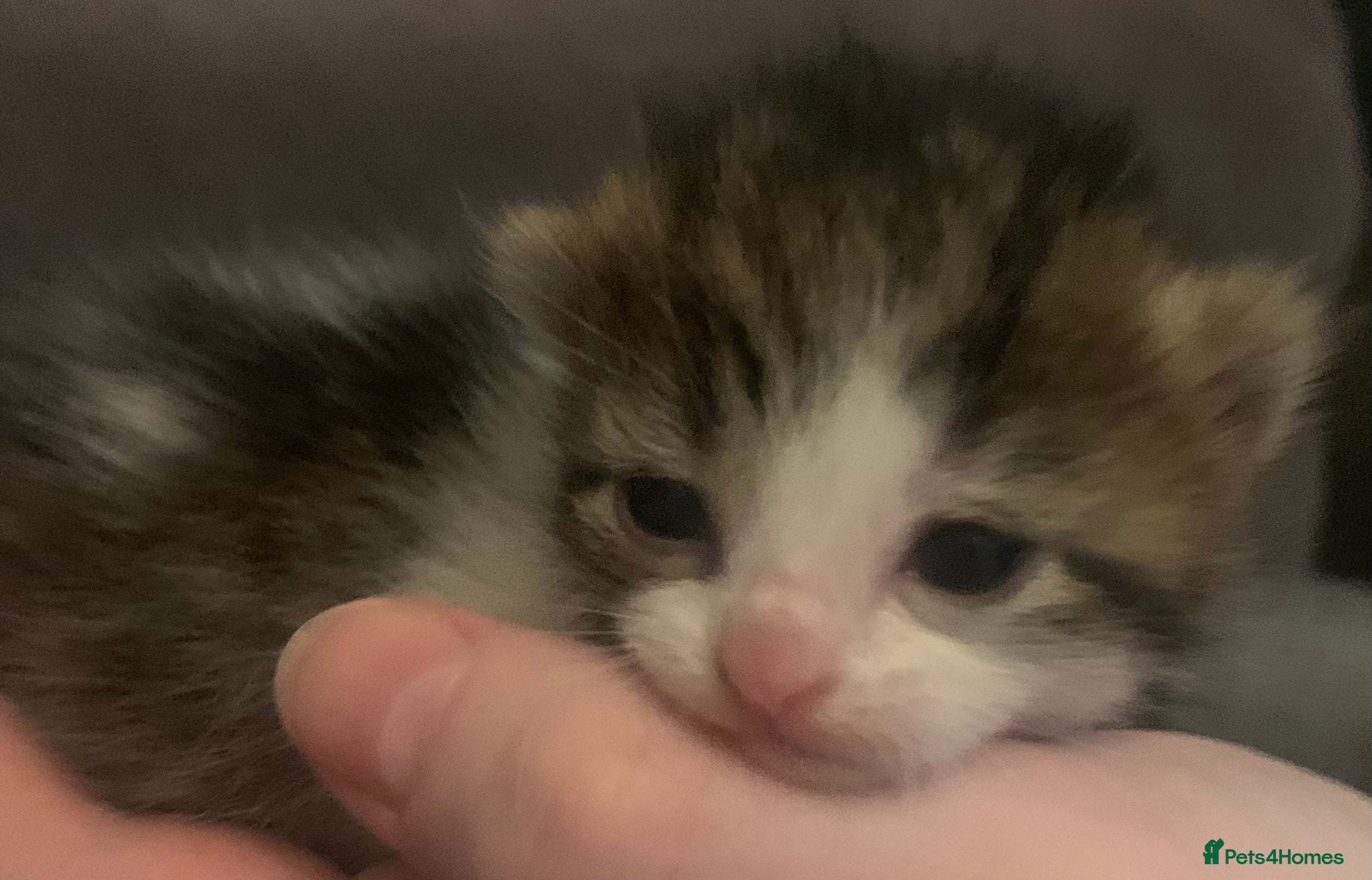 Mixed Breed cats Lovely fluffy playful kittens  - Advert 21