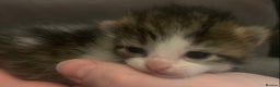 Mixed Breed cats for sale: Lovely fluffy playful kittens  - Advert 1