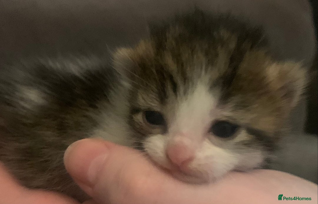Mixed Breed cats for sale: Lovely fluffy playful kittens  - Advert 1