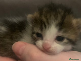 Mixed Breed cats Lovely fluffy playful kittens - Advert 6