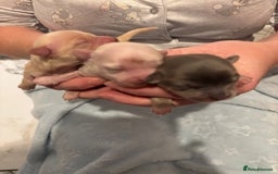 Chihuahua dogs for sale: Long coat chihuahua pups - Image 16