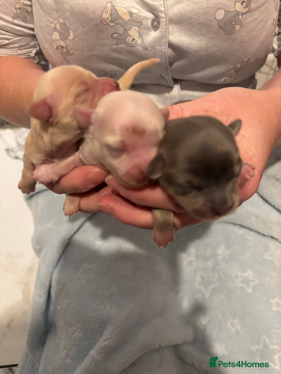 Chihuahua dogs for sale: Long coat chihuahua pups - Image 16