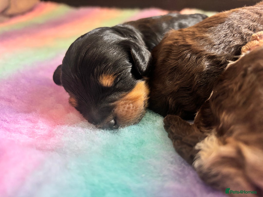 Cavapoo dogs for sale: Beautiful Black Phantom F1bb girl cavapoo - Image 8