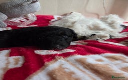 Bordoodle dogs for sale: Bordoodle pups - Advert 14