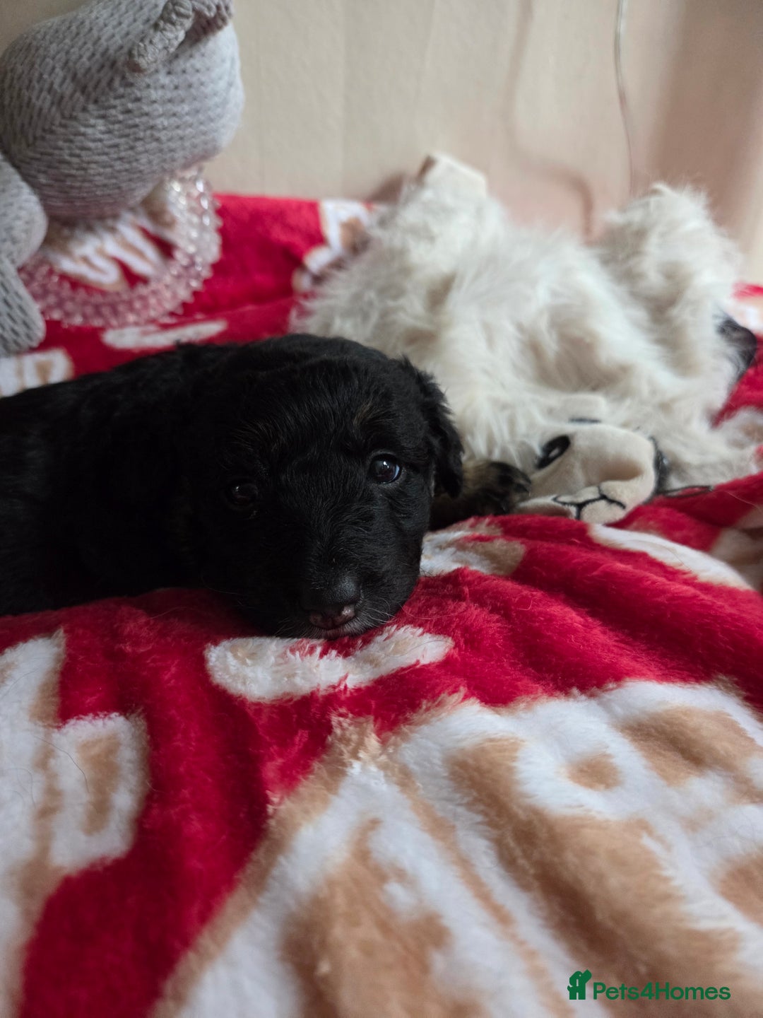 Bordoodle dogs for sale: Bordoodle pups - Advert 14