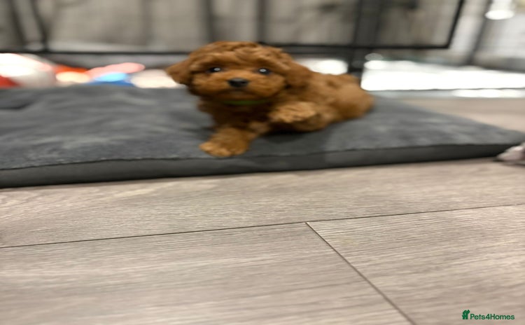 Cavapoo dogs - Advert 13