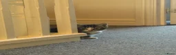 Mixed Breed cats for sale: Beautiful kittens  - Advert 5