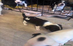 Mixed Breed dogs for sale: Cocker Jack - Image 6