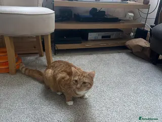 British Shorthair cats Beautiful British Shorthair–Type Ginger/White Cat - Advert 4