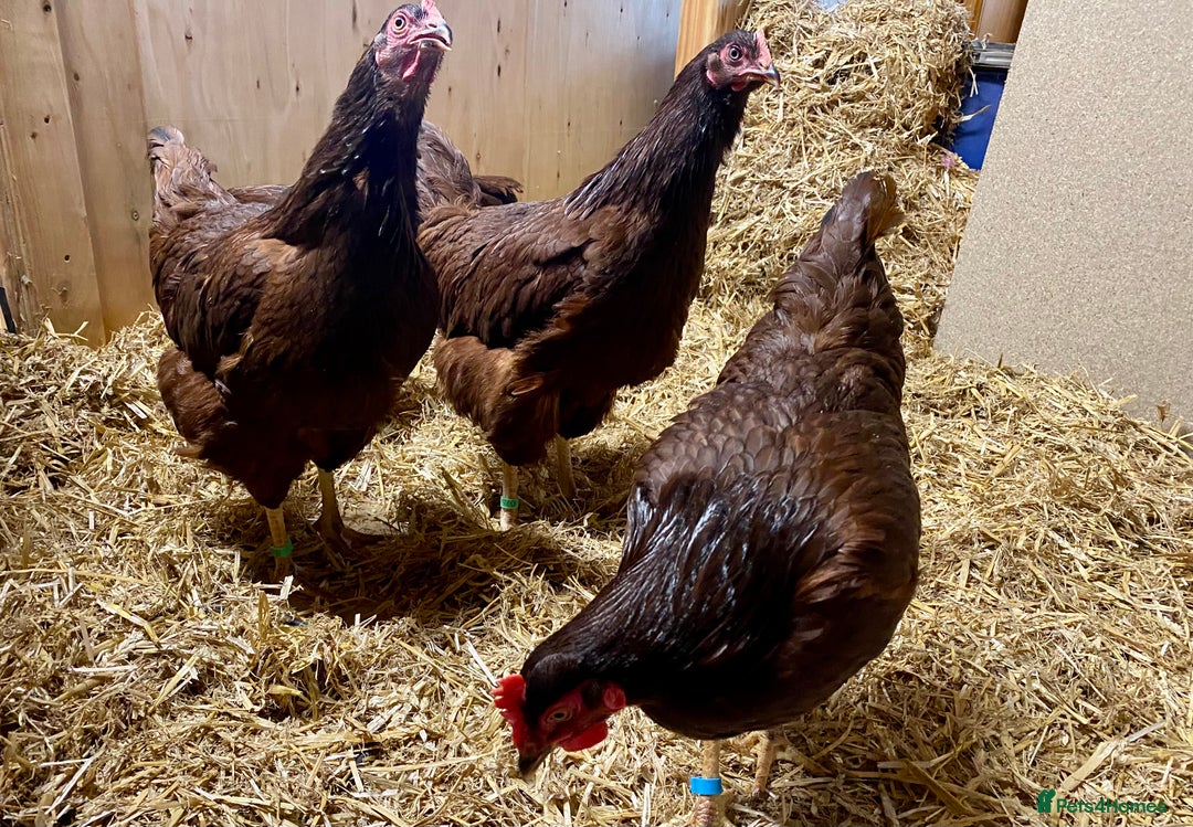 Chickens poultry for sale: Rhode Island Red - Advert 8