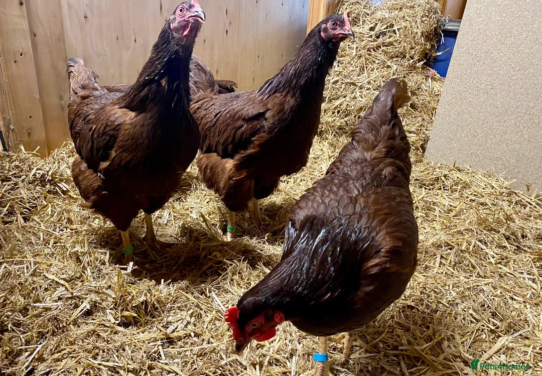 Chickens poultry for sale: Rhode Island Red - Advert 8