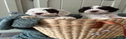 Goldendoodle dogs for sale: Australian goldendoole puppies chocolate  - Advert 1