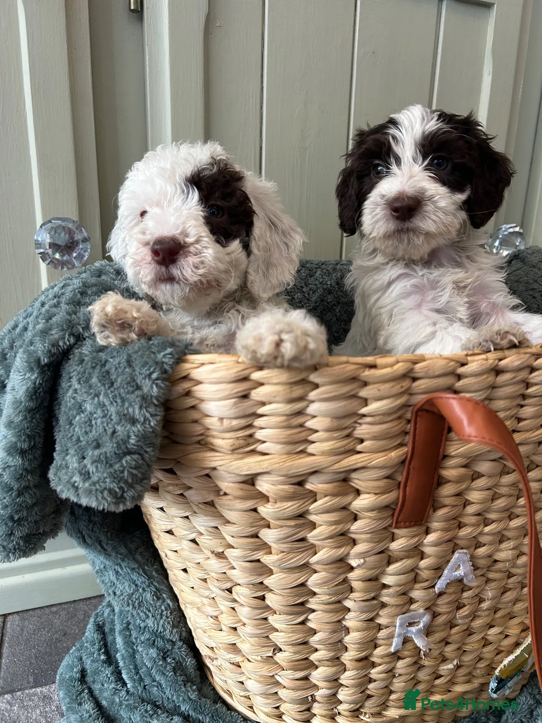 Goldendoodle dogs for sale: Australian goldendoole puppies chocolate  - Advert 1